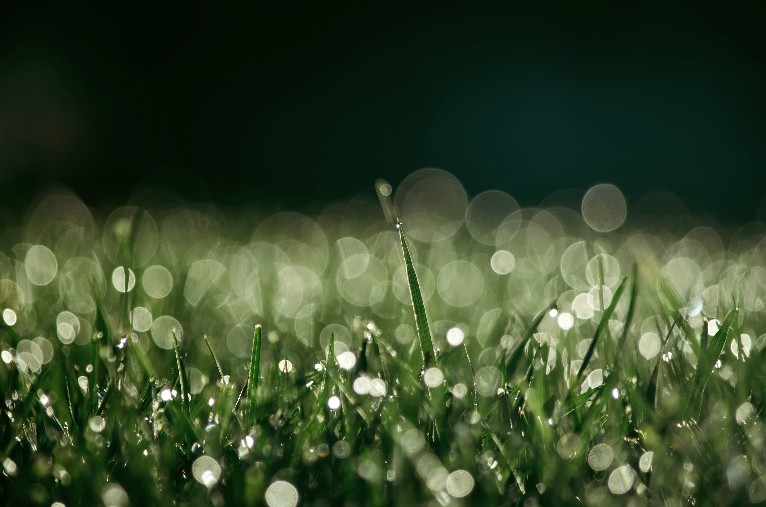 Featured image for “Stark tillväxt, stärkt balansräkning och rekordstor orderbok – Lyckegård fortsätter växa med lönsamhet”